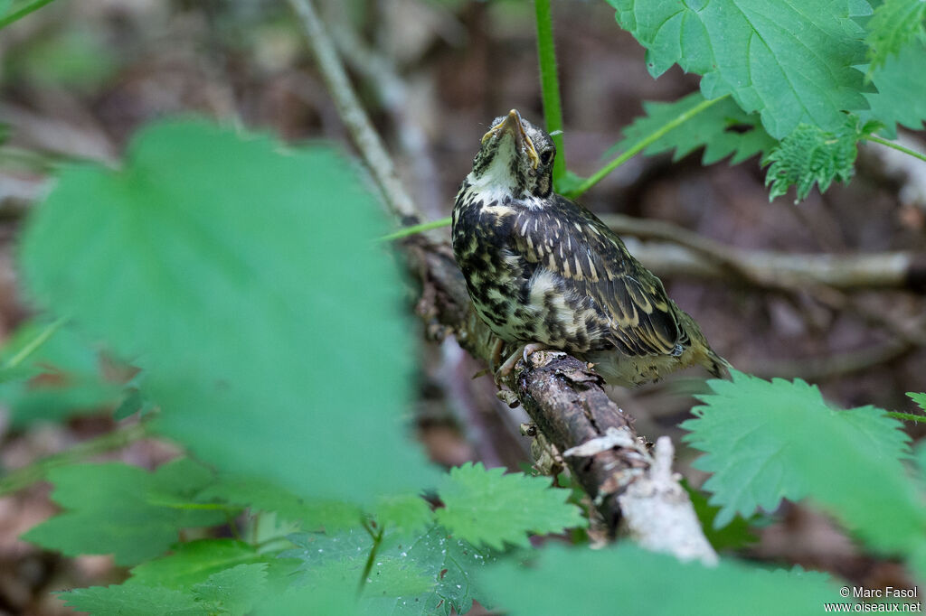 Mistle ThrushPoussin, identification, camouflage