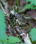 Mistle Thrush