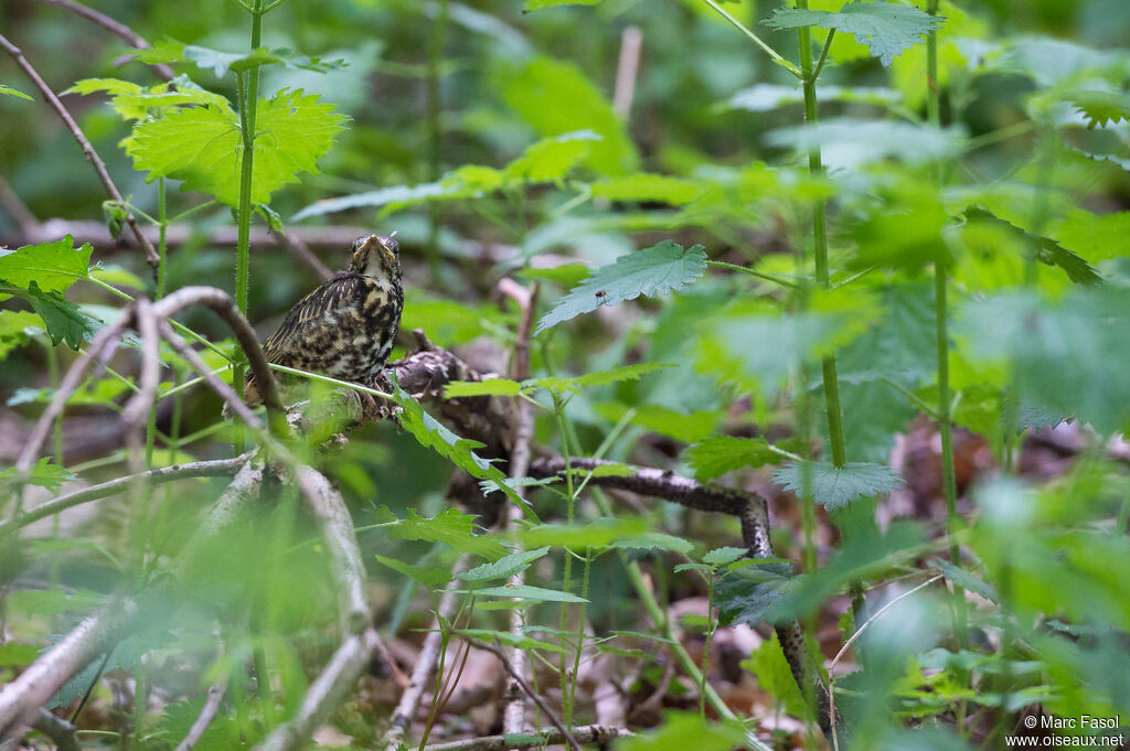 Grive drainejuvénile, identification, camouflage