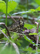 Mistle Thrush