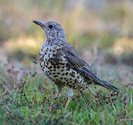 Mistle Thrush