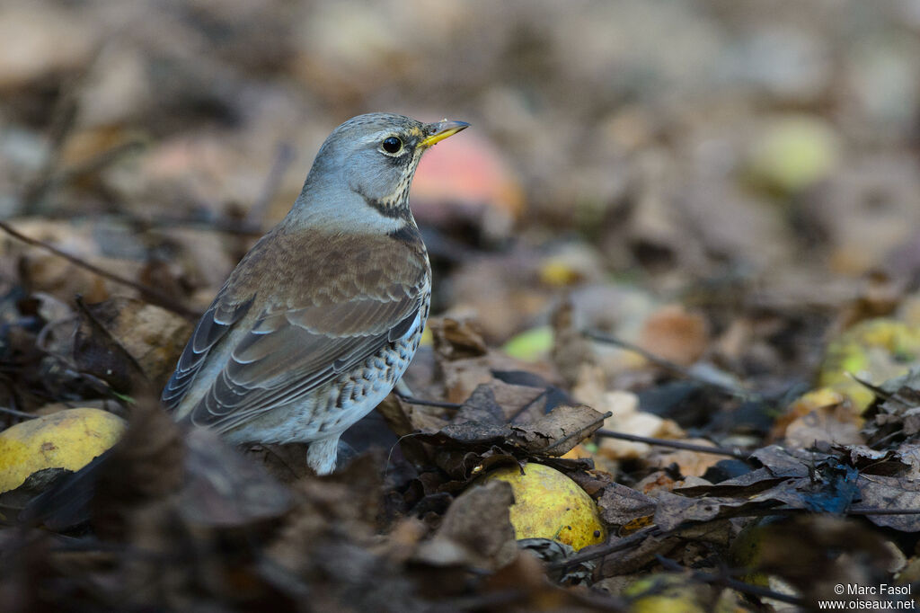 Fieldfareadult, feeding habits