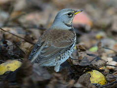 Fieldfare