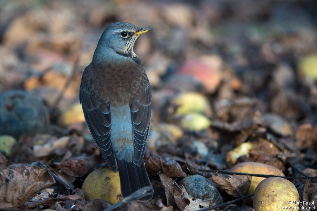 Fieldfareadult, identification, feeding habits