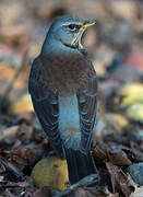 Fieldfare