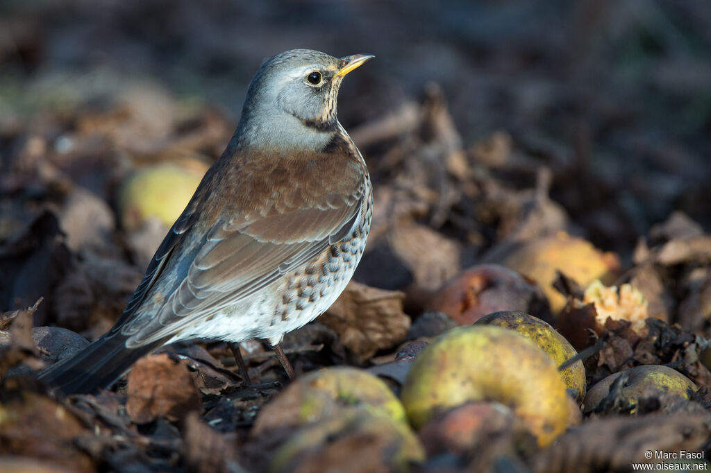 Fieldfareadult, identification, feeding habits