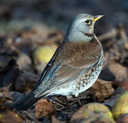 Fieldfare