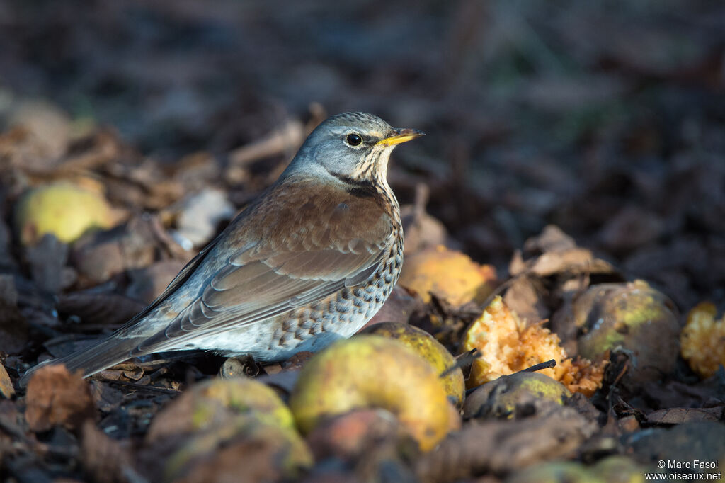 Fieldfareadult, identification, feeding habits