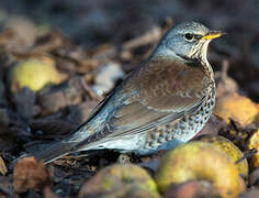 Fieldfare