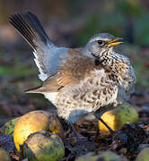 Fieldfare