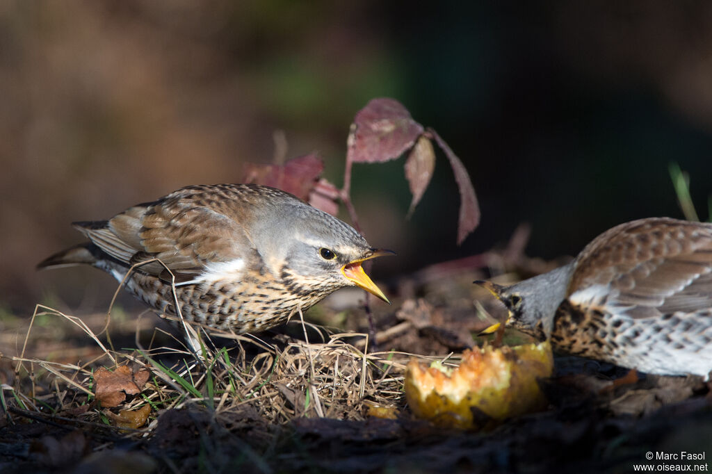 Fieldfareadult post breeding, feeding habits