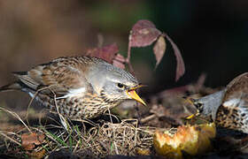 Fieldfare