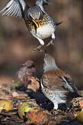 Fieldfare