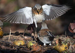 Fieldfare