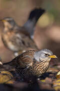 Fieldfare