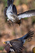 Fieldfare