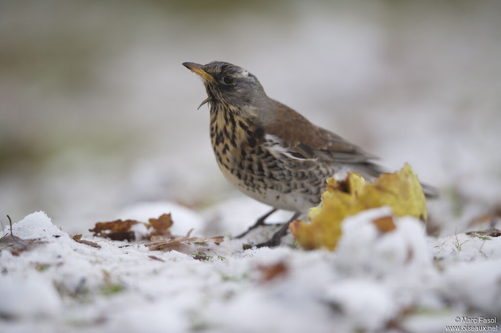 Fieldfare, feeding habits