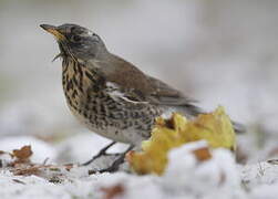 Fieldfare