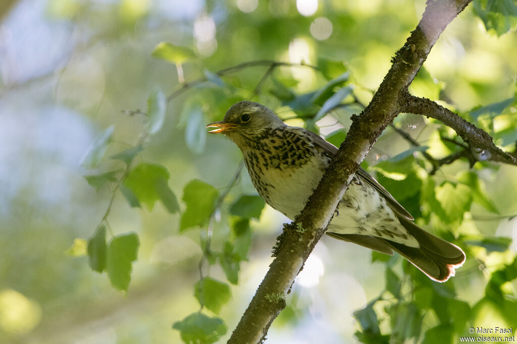 Fieldfareadult breeding, identification