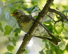 Fieldfare