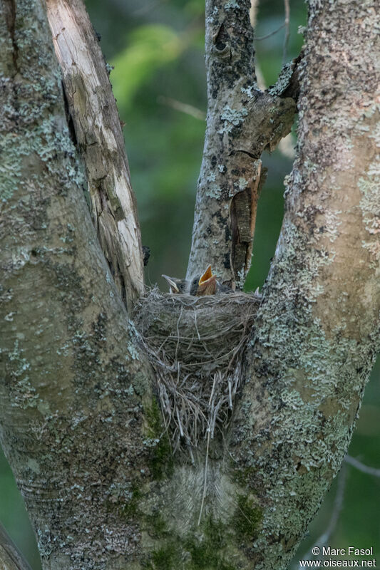 FieldfarePoussin, Reproduction-nesting