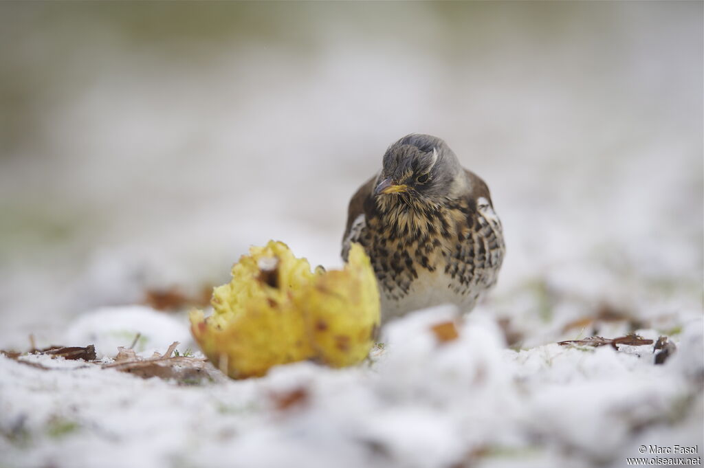 Fieldfare, feeding habits