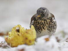 Fieldfare