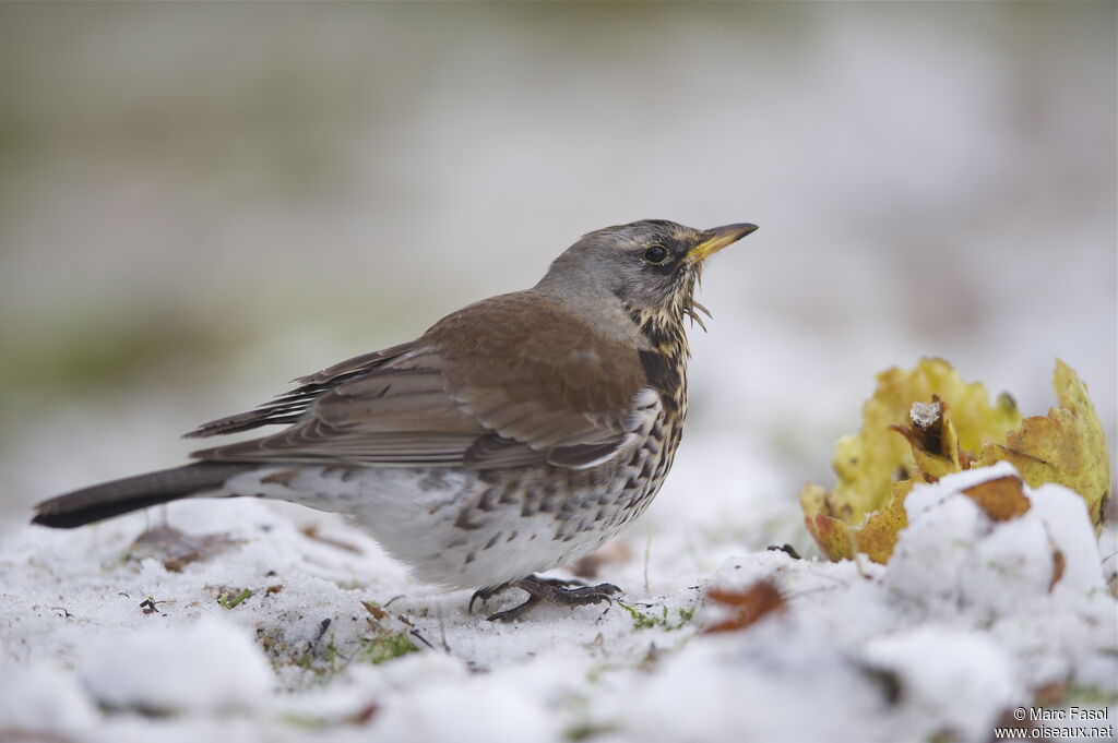 Fieldfare, feeding habits