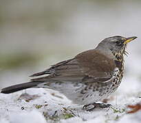 Fieldfare