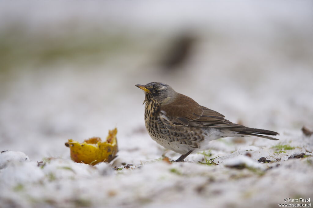 Fieldfare