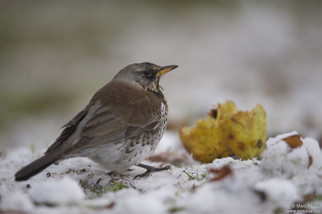 Fieldfare, feeding habits