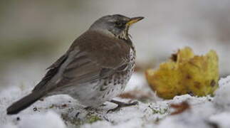 Fieldfare