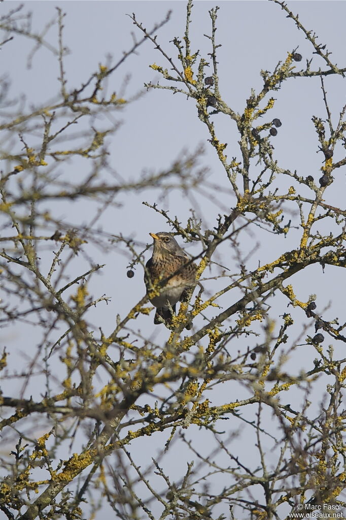 Grive litorne, identification, régime