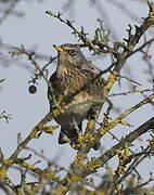 Fieldfare