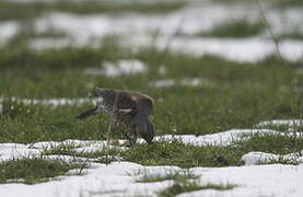 Fieldfare