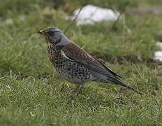 Fieldfare