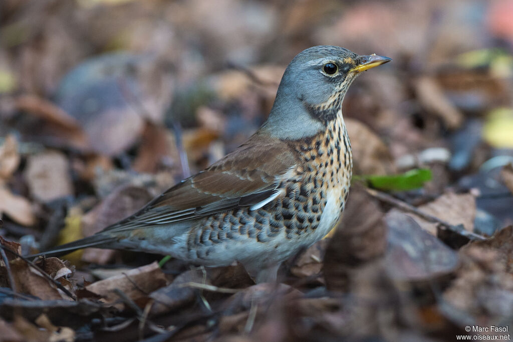 Grive litorneadulte, identification