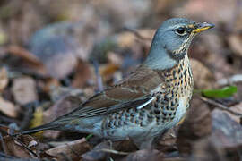 Fieldfare