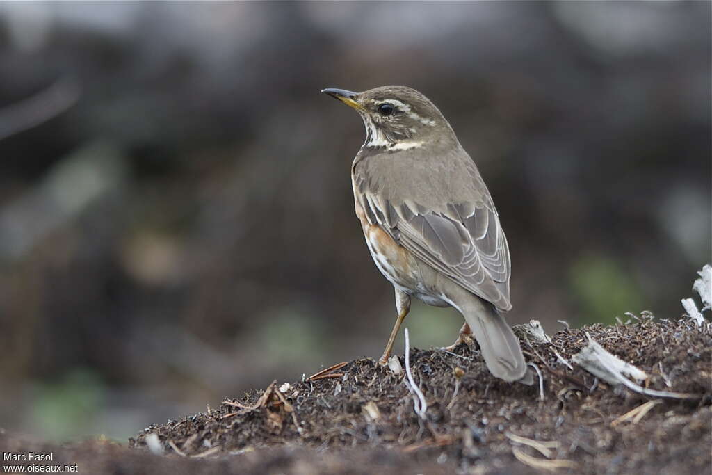 Redwingadult breeding, pigmentation