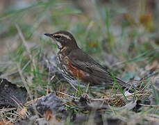 Redwing