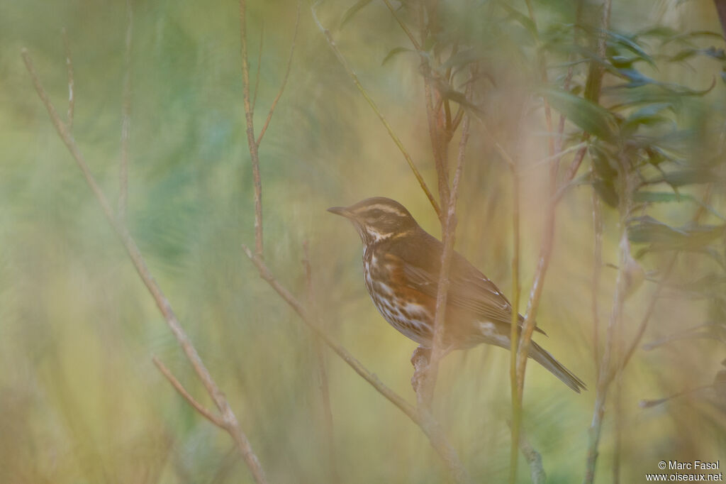 Redwingadult post breeding, identification