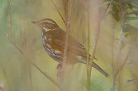 Redwing