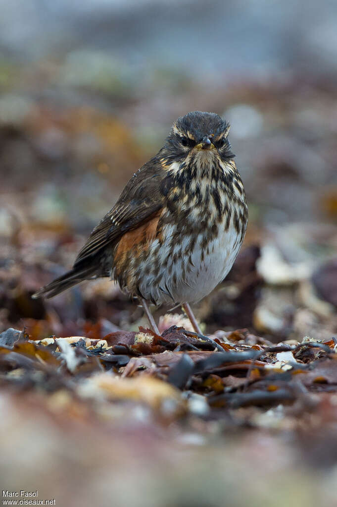 RedwingFirst year, close-up portrait