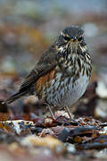 Redwing