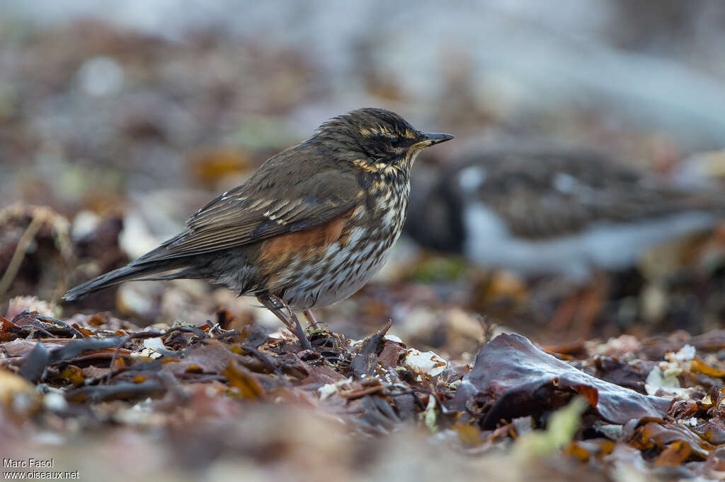 RedwingFirst year, identification