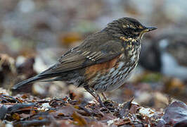 Redwing