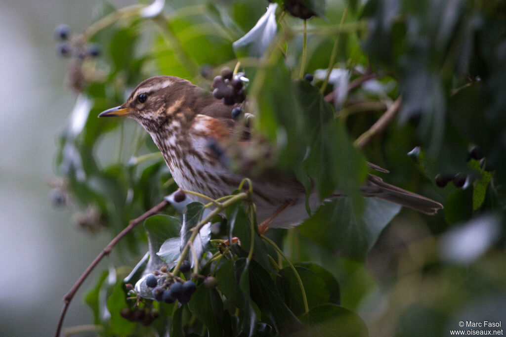 Redwingadult, identification, eats