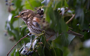 Redwing