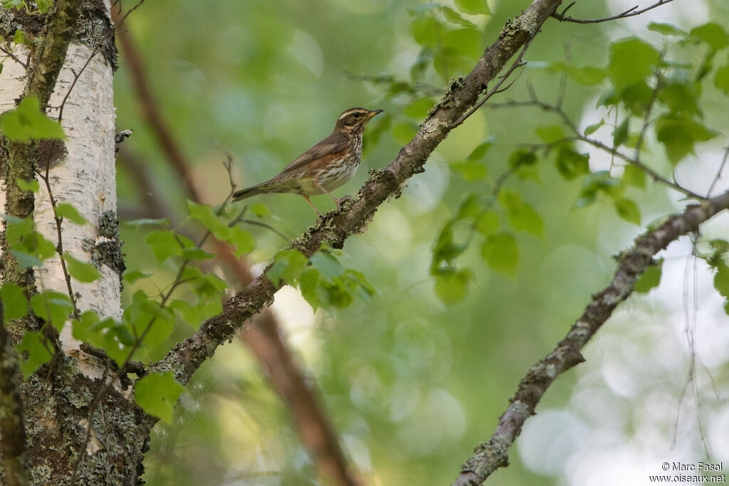 Redwingadult, habitat