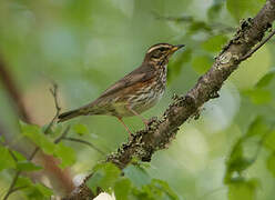 Redwing